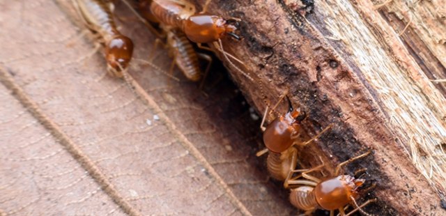 exterminio de termitas